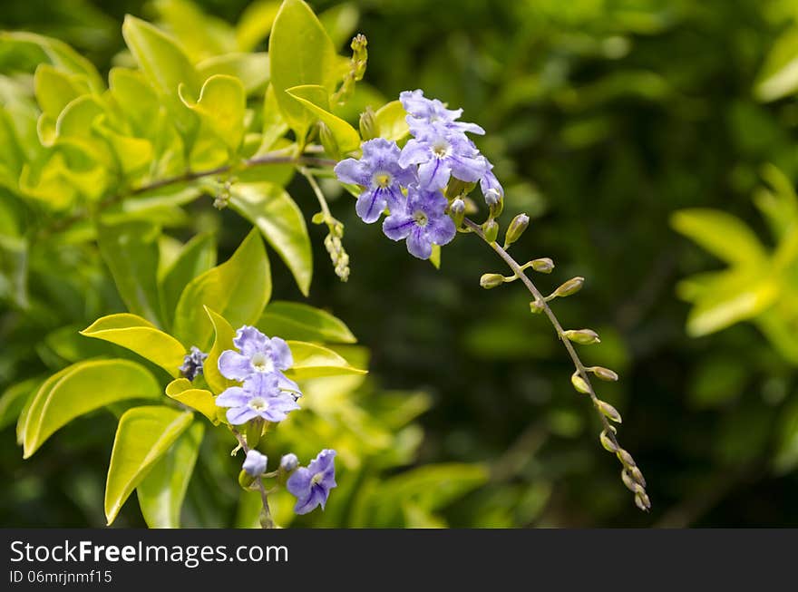 Purple Flowers Blooming Among Lush Green Leaves in a Garden