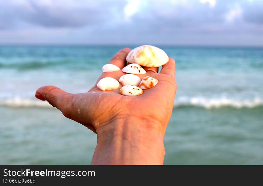 Woman's left hand holding shells - ocean in the background and in the 'sunset light'. Woman's left hand holding shells - ocean in the background and in the 'sunset light'.