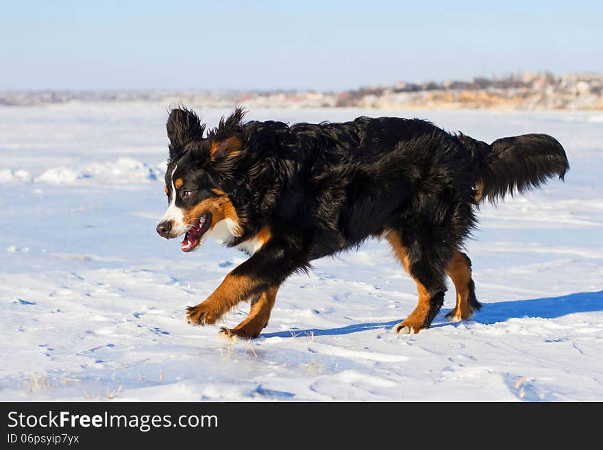 Bernese dog run in snow park