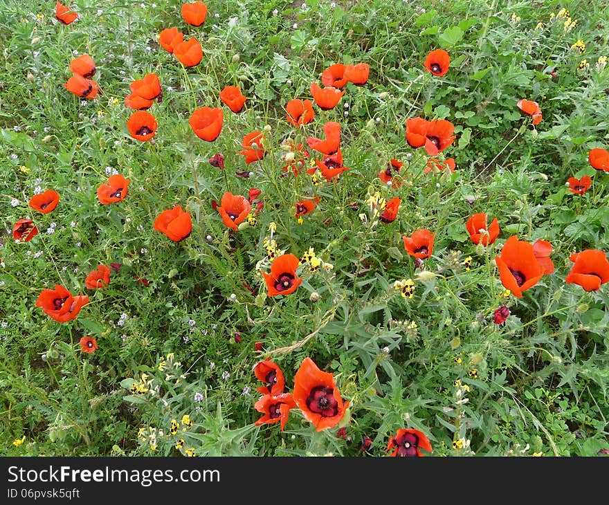 Poppy field in Vakhsh valley of Tadjikistan