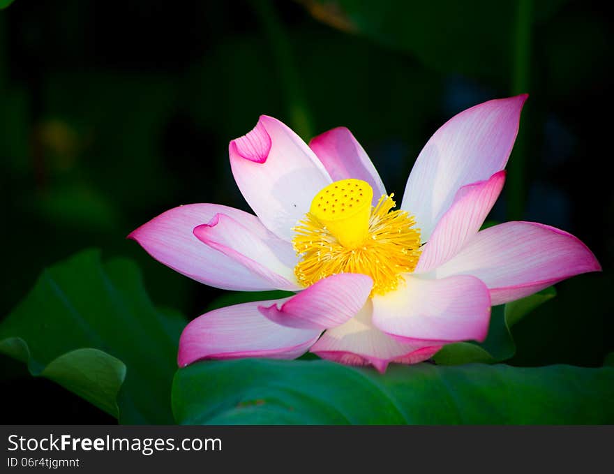 Blooming lotus