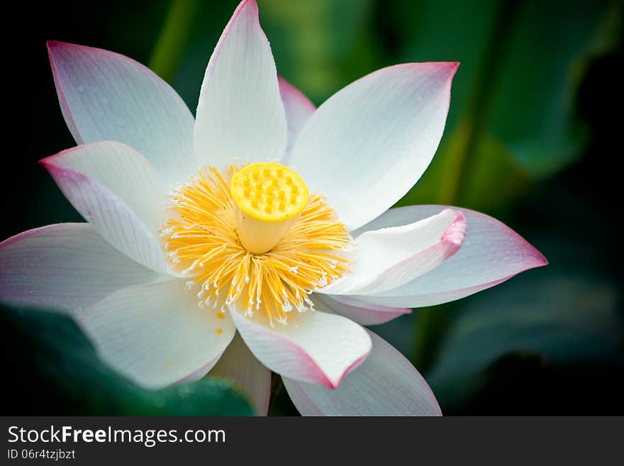 Blooming Lotus