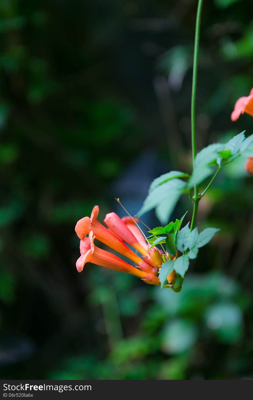 Blooming Chinese trumpet creeper