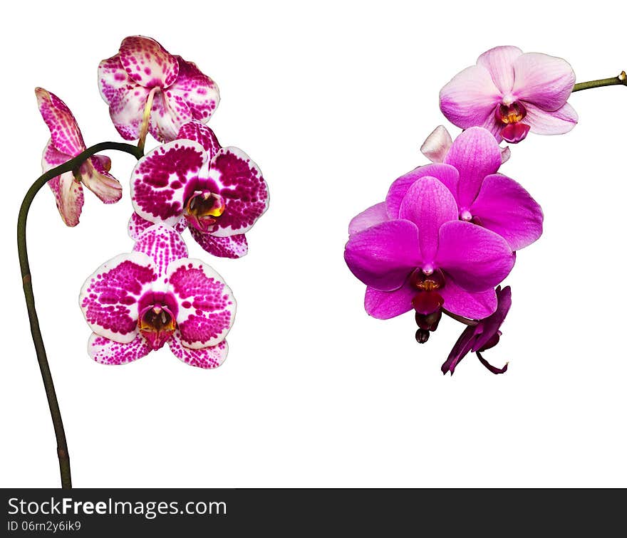 Two pink and tiger orchids