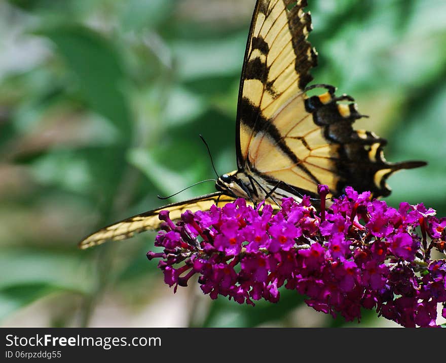 Yellow Butterfly On Butterfly Bush