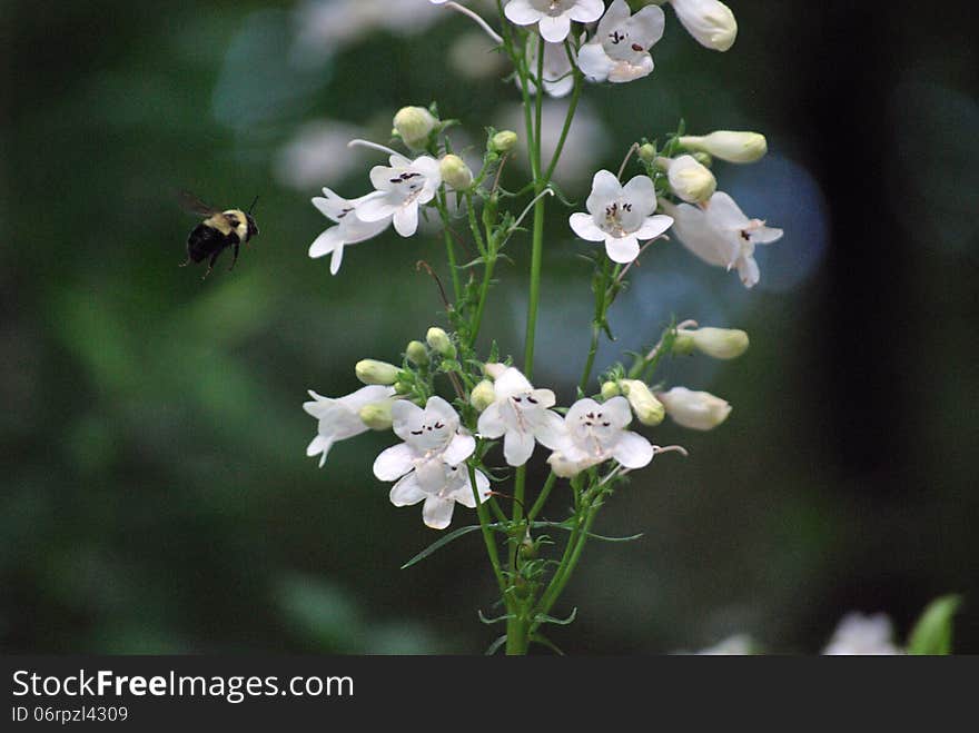 Bumble Bee Approaching Wildflower