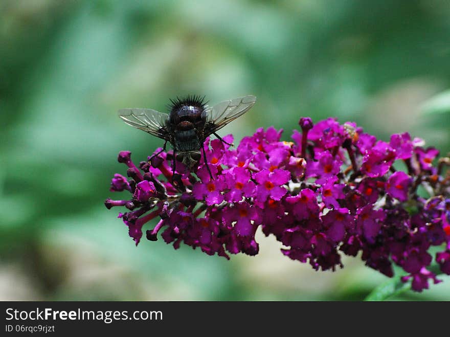 Fly on Butterfly Bush Flower