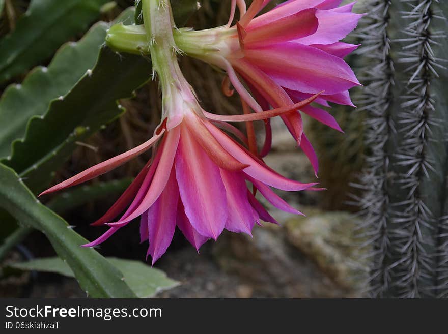 Flowering Cactus