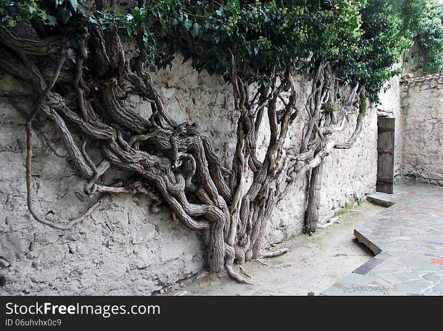 Whimsical tree with multiple trunks