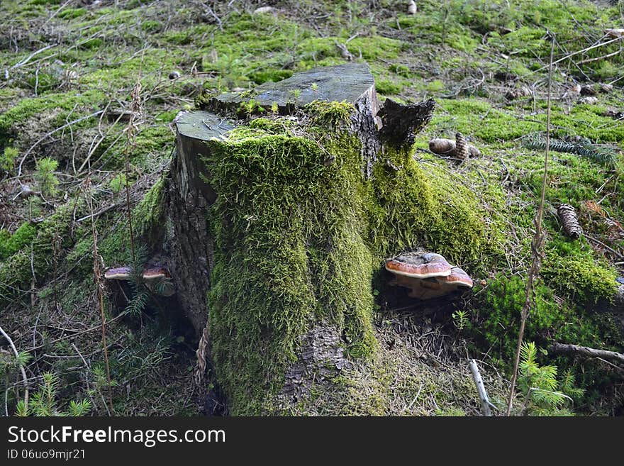 Stump in the forest, overgrown with green moss. Stump in the forest, overgrown with green moss