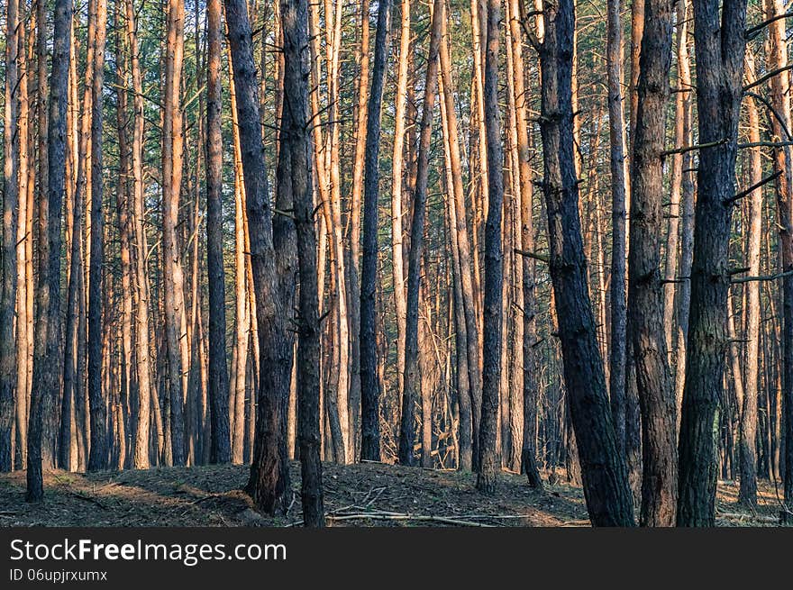 Ukrainian pinewood with pines shined by sun on the background. Ukrainian pinewood with pines shined by sun on the background