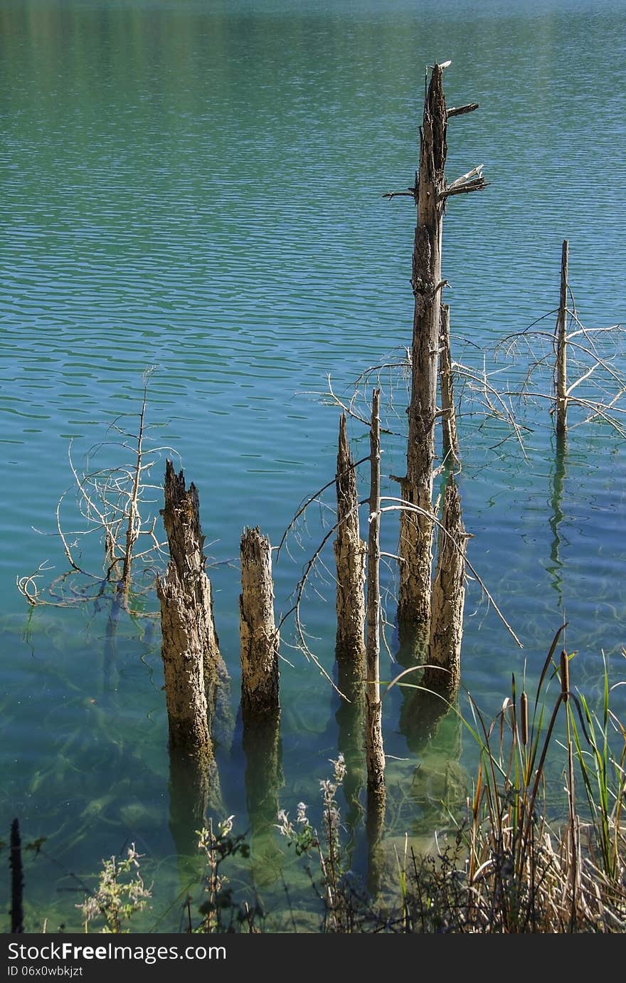 Reflection of Branches on lake Waters