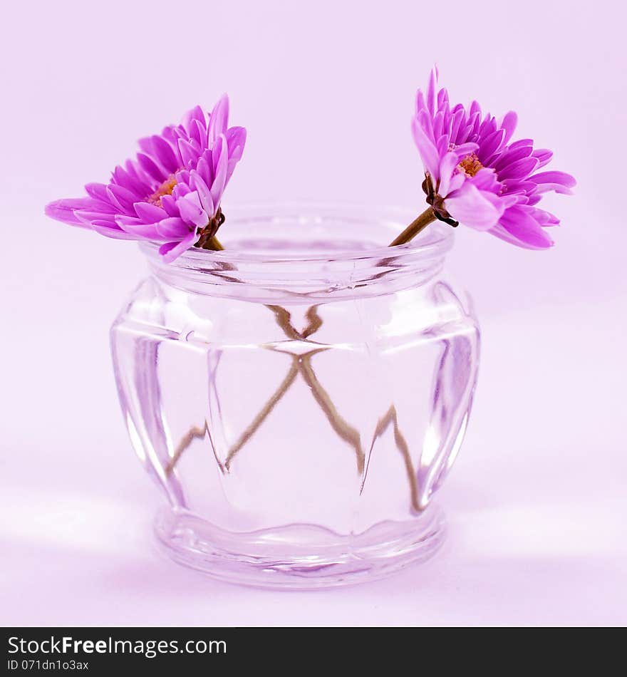 Purple chrysanthemums in a jar