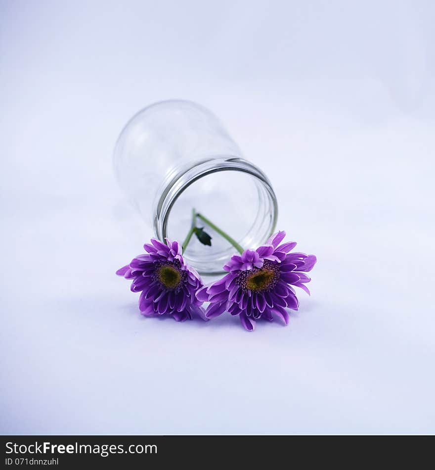 Purple chrysanthemums in a fallen jar