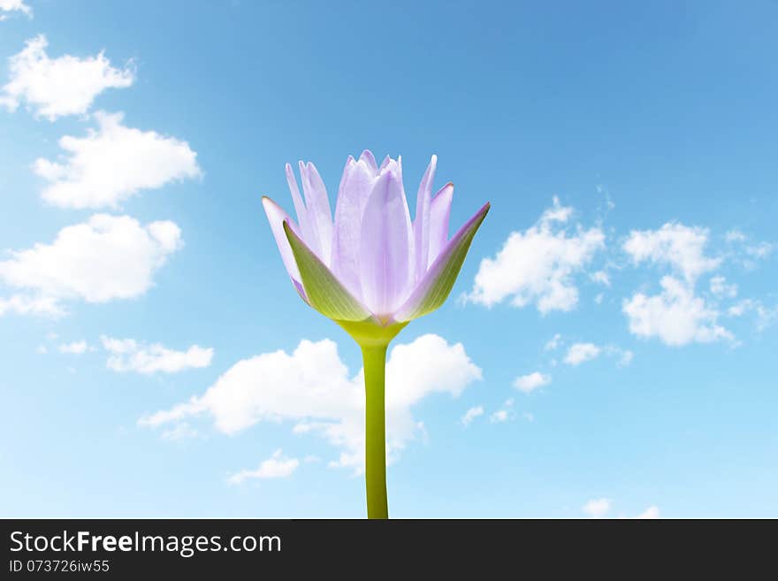 Lotus Flower With Blue Sky Background