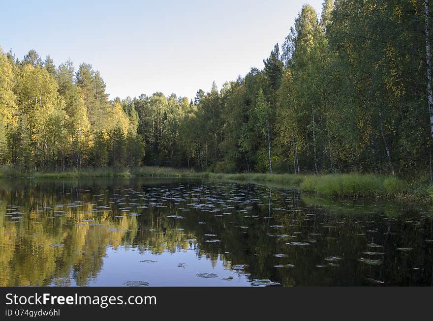 Lake in the woods filled with water lilies. Lake in the woods filled with water lilies.