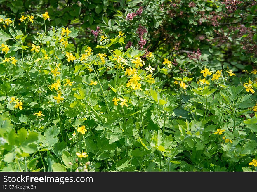 Medicinal herb celandine blooms in the forest lit by the Sun