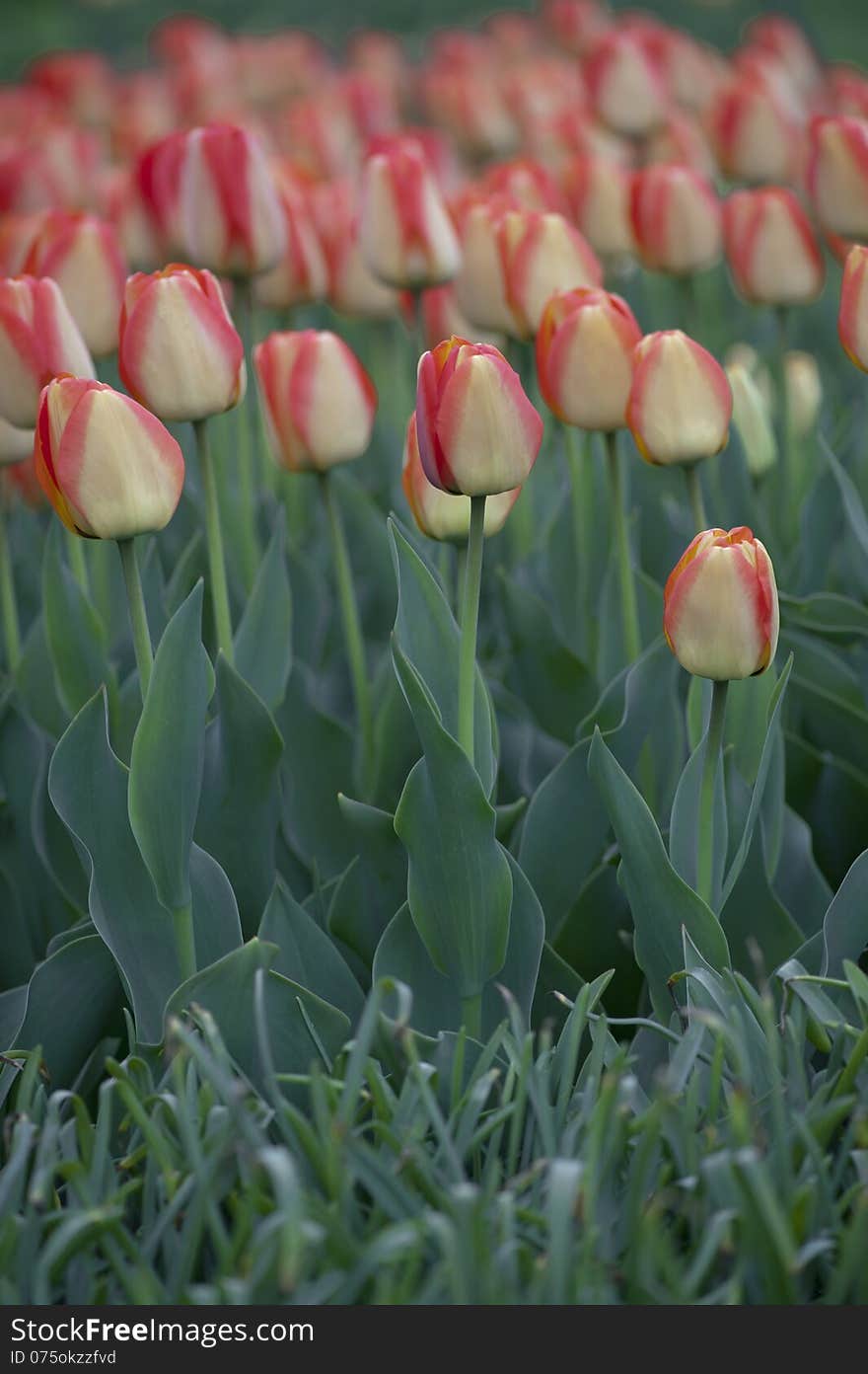 A closeup of a field of red and yellow striped tulips, taken from ground level and showing the stems and leaves.