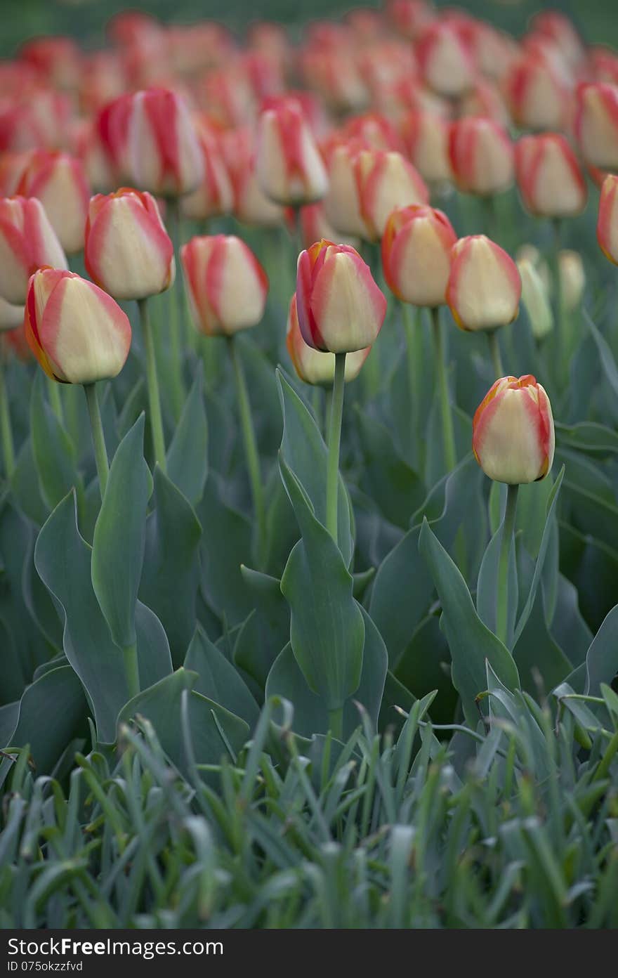 Red and yellow striped tulips