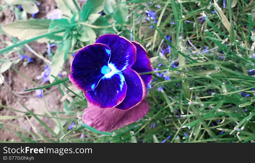 Pansy in a lovely green garden