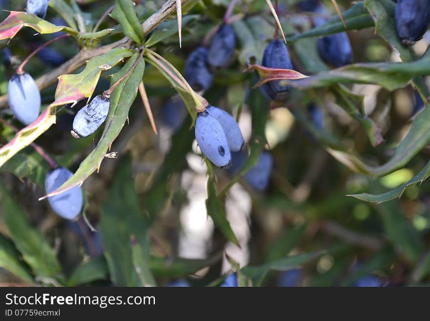 Blue berry in the midst of spring green foliage