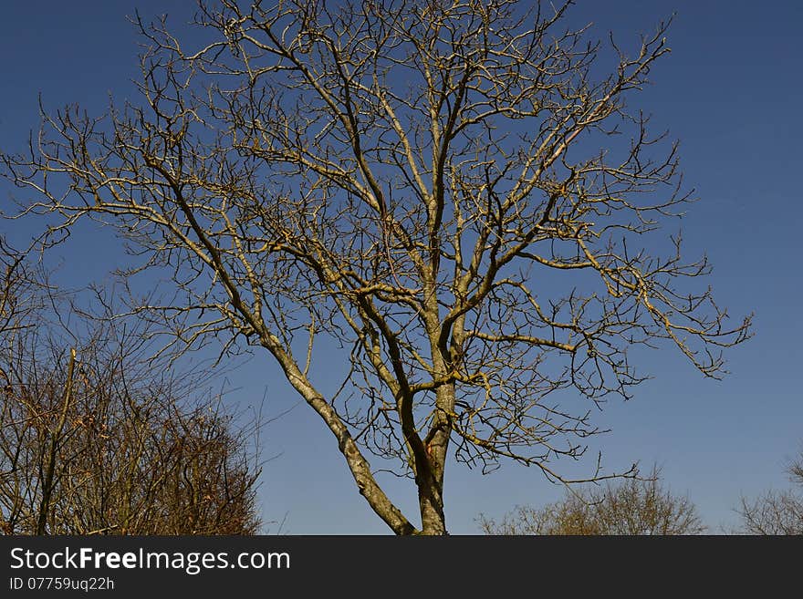 Naked spring tree lit bright sun. Naked spring tree lit bright sun