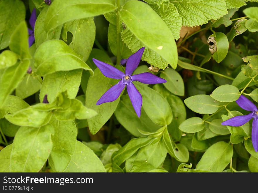 Purple flower in the midst of spring green foliage. Purple flower in the midst of spring green foliage