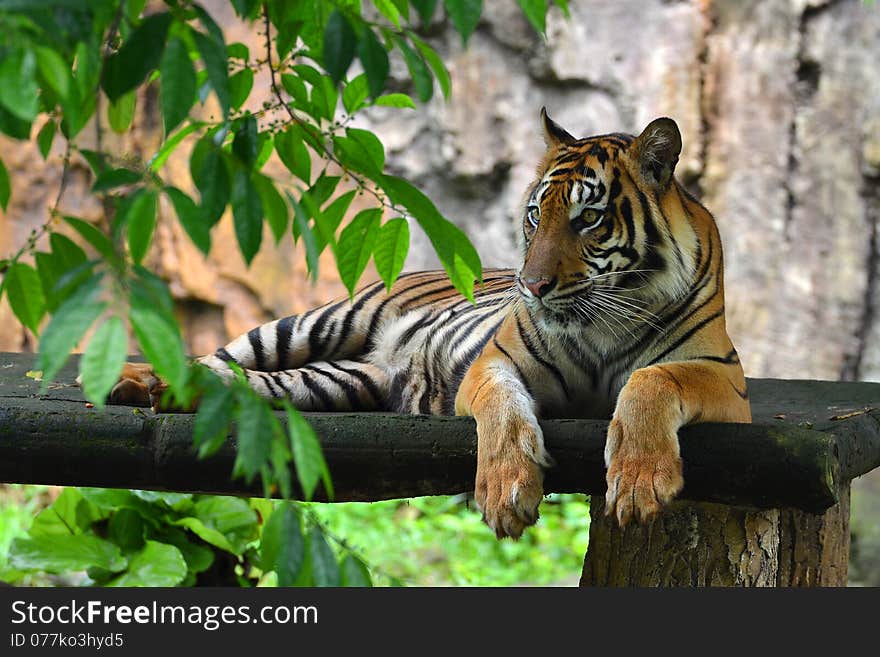 Sumatran tiger