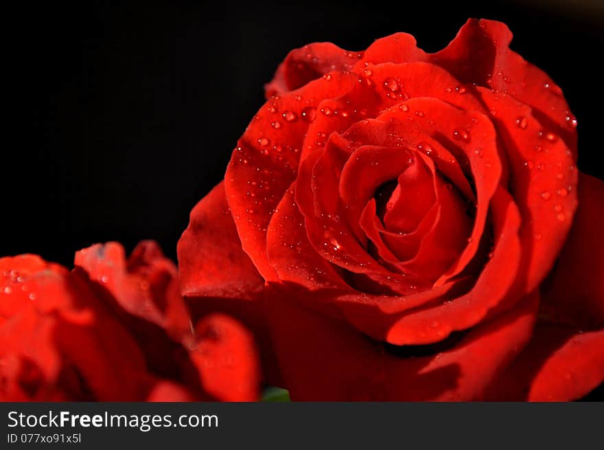 Red rose close-up with a dew