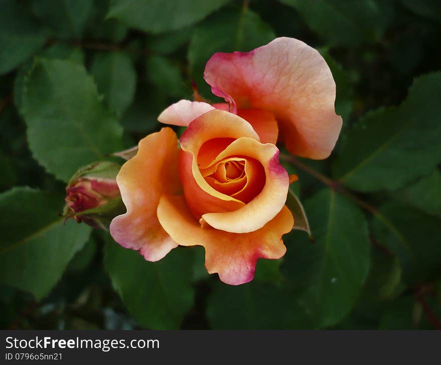 Macro flowers in garden