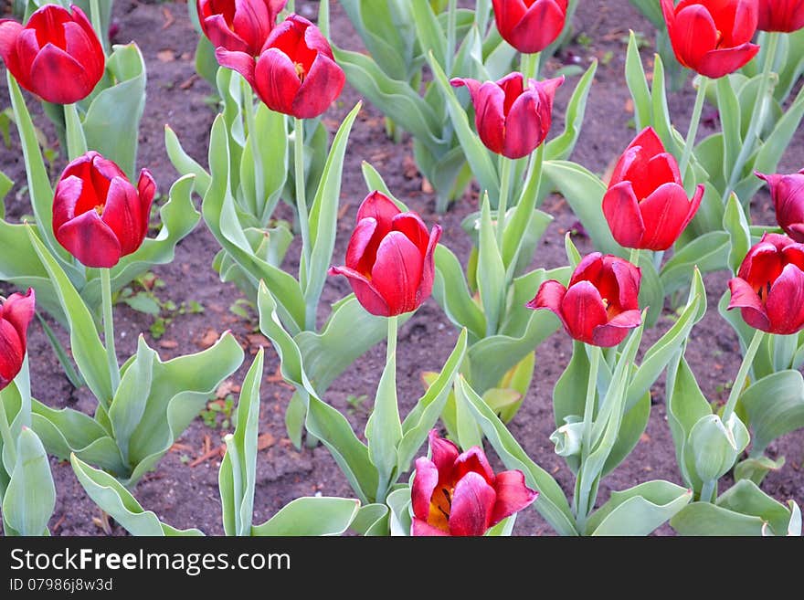 Tulips