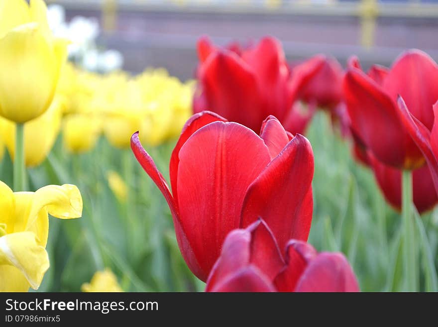 Red Tulip