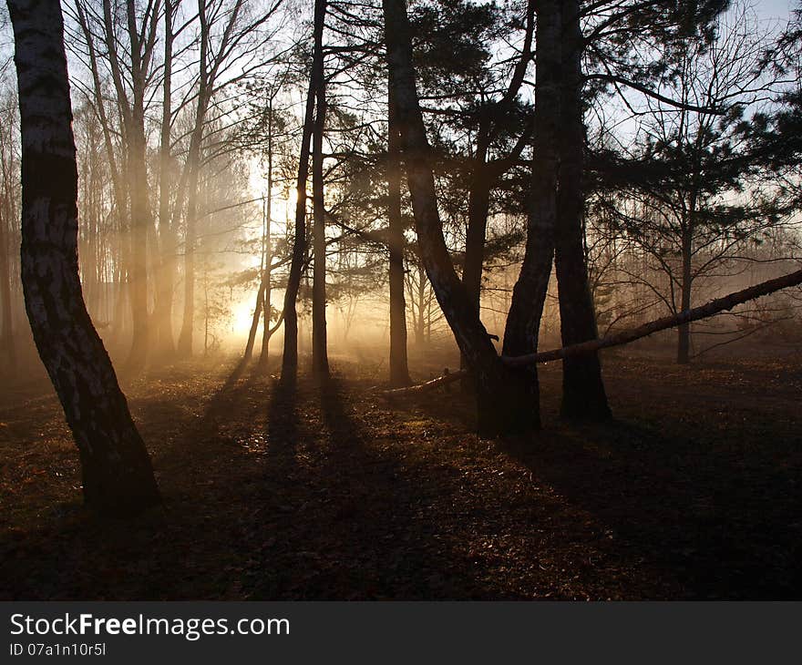 Forest gleams.