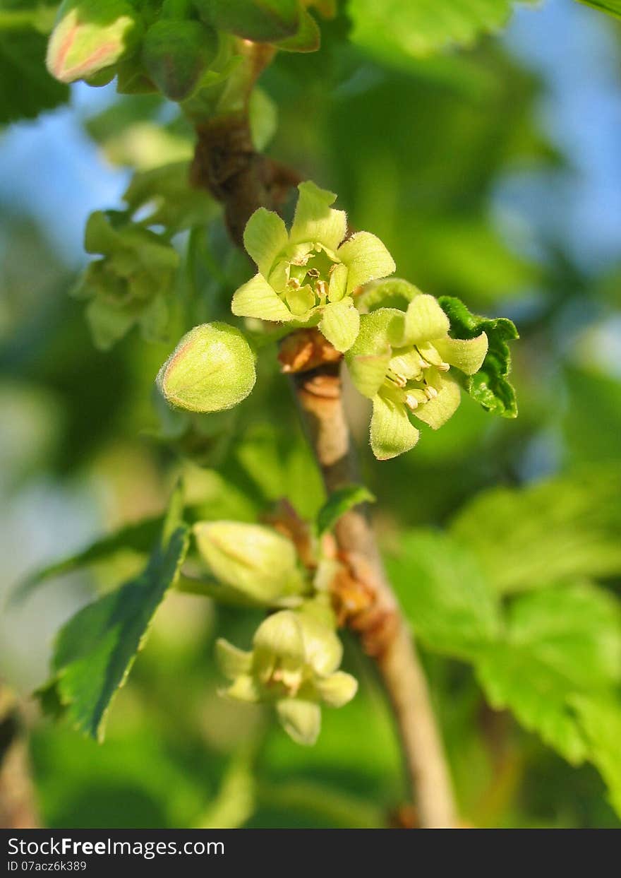 Flowers of currant