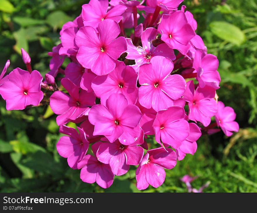 Nice garden flowers are very beautiful lilac color. Nice garden flowers are very beautiful lilac color