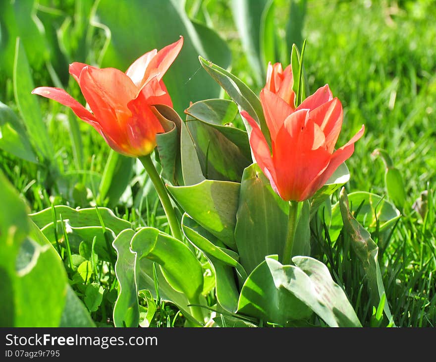 Two red tulips on the lawn early spring