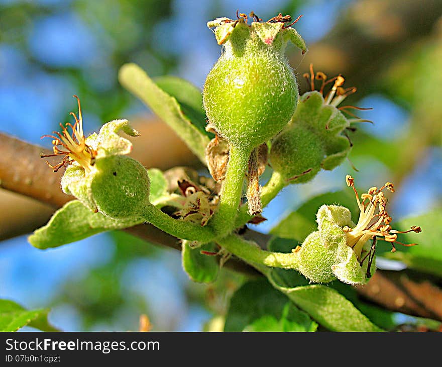 The First Little Apples