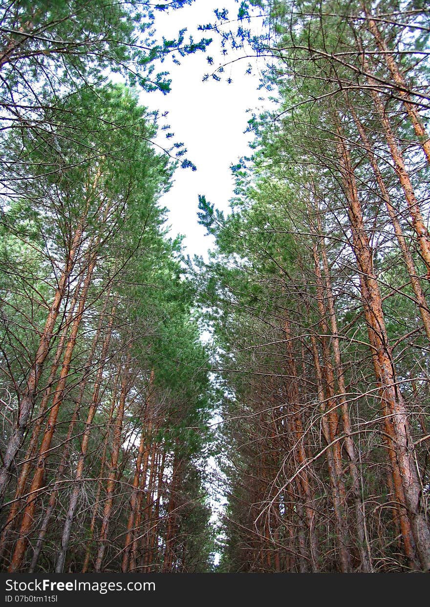 Pine forest under the sky. Pine forest under the sky