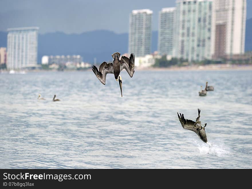 Pelican postcard