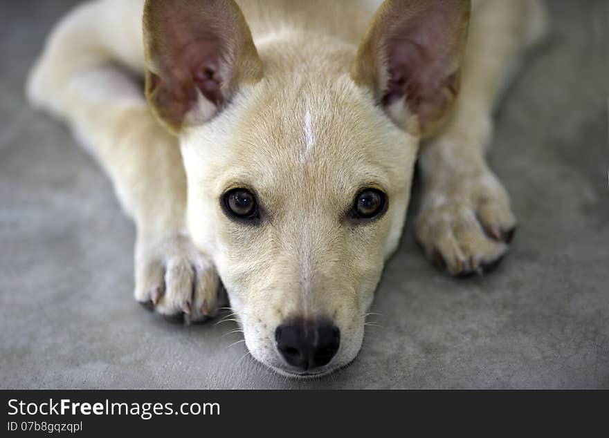 Puppy fox