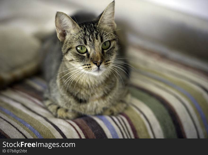 This Tabby cat is resting on a comfortable colorful blanket.