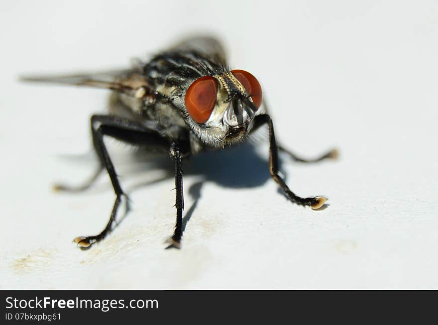 Surprised fly, but still not scared enough to run away. Surprised fly, but still not scared enough to run away