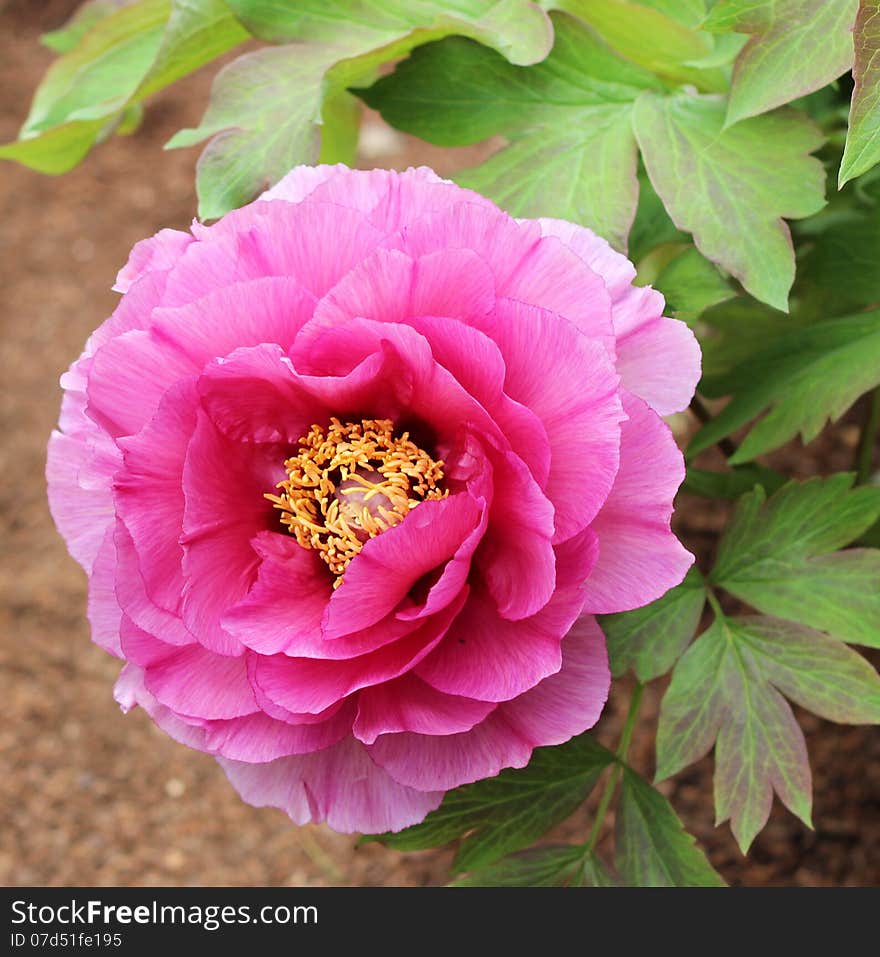 Pink poppy