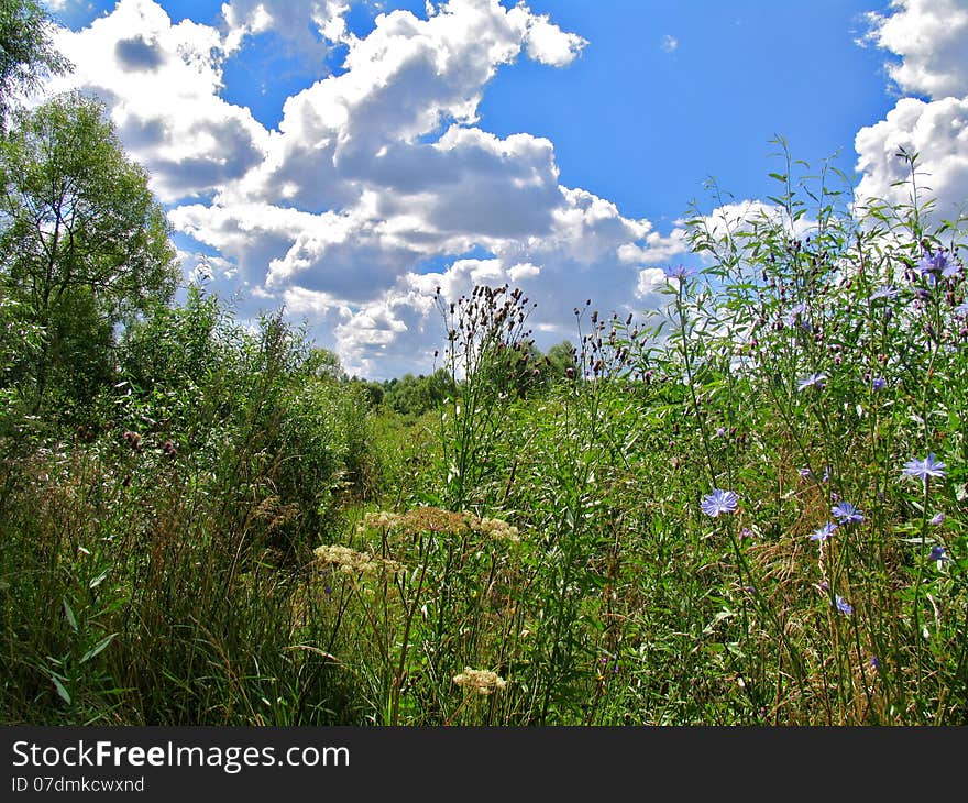 Green Meadow