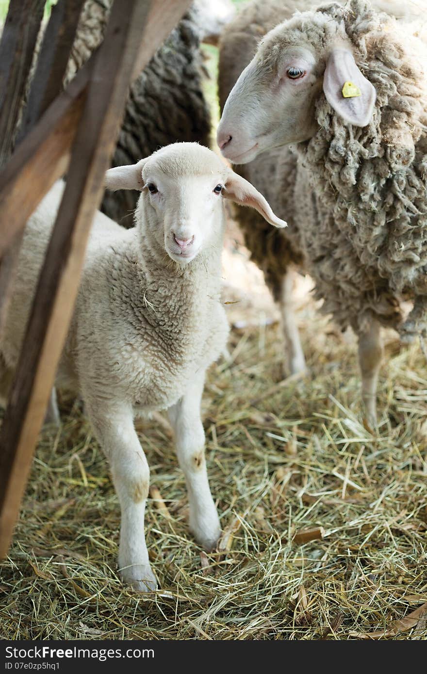 Baby Lamb with Mother; single adorable baby lamb. Baby Lamb with Mother; single adorable baby lamb