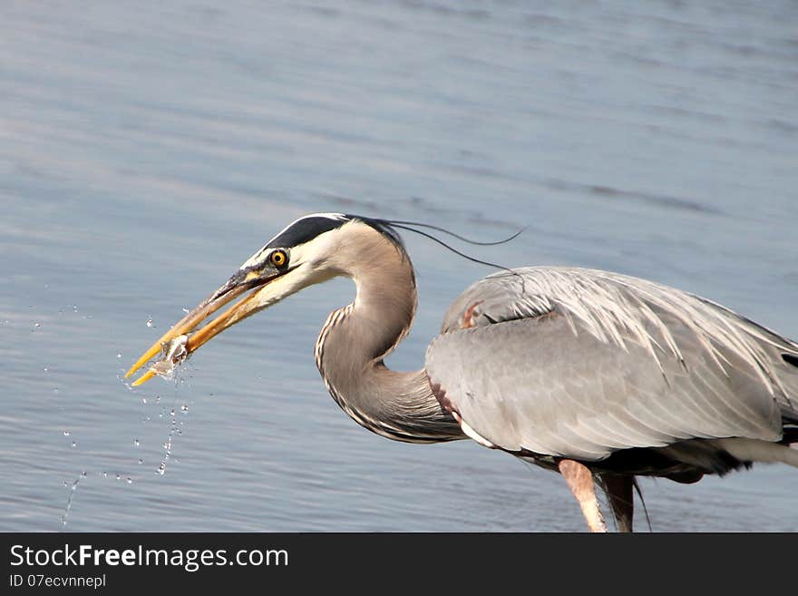 Grey Heron Eating Fish