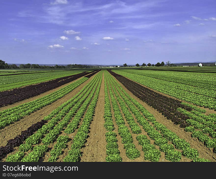 HDR Picture of a large salad field near the Airport Stuttgart. HDR Picture of a large salad field near the Airport Stuttgart.