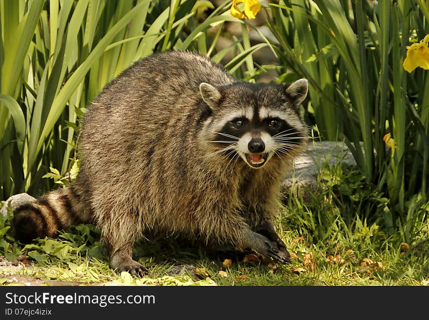 Defensive Raccoon with mouth open