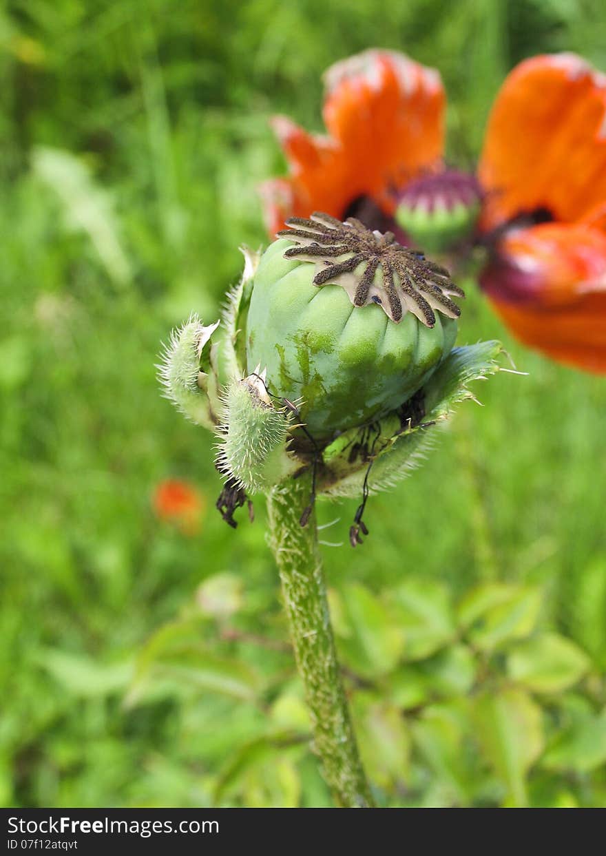 Fluffy box of poppy