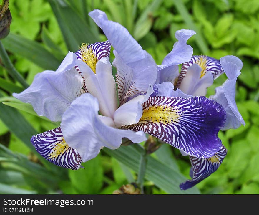 Blue Leopard Iris